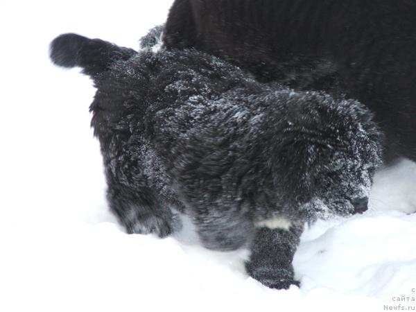 Фото: ньюфаундленд Plushevaya Panda Svetskaja Lviza (Плюшевая Панда Светская Львица)