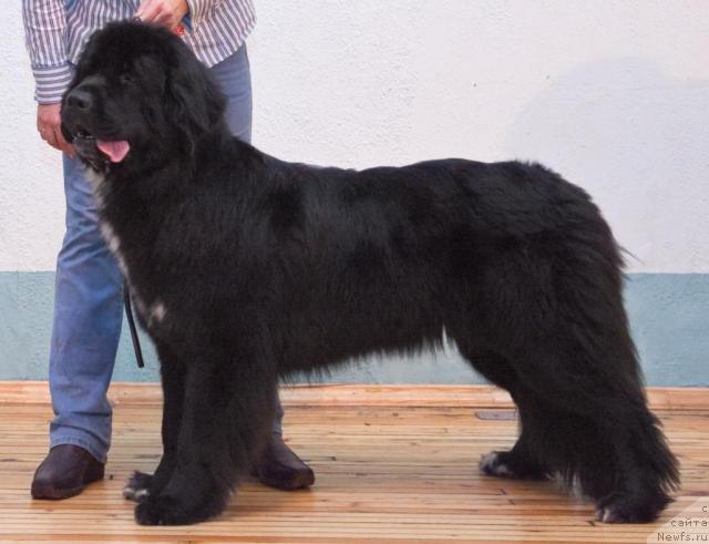 Фото: ньюфаундленд Piternyuf Zhizn' Horosha (Питерньюф Жизнь Хороша)