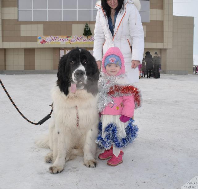 Фото: ньюфаундленд Lord Luxemburg Ayular iz Tihogo Omuta (Лорд Люксембург Аюлар из Тихого Омута)