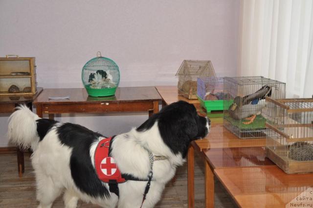 Фото: ньюфаундленд Lord Luxemburg Ayular iz Tihogo Omuta (Лорд Люксембург Аюлар из Тихого Омута)