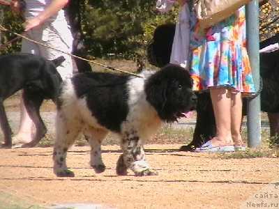 Фото: ньюфаундленд Zamirhan Morskoy Medved (Замирхан Морской Медведь)