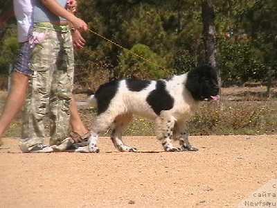 Фото: ньюфаундленд Zaryanika Morskoy Medved (Зарянка Морской Медведь)