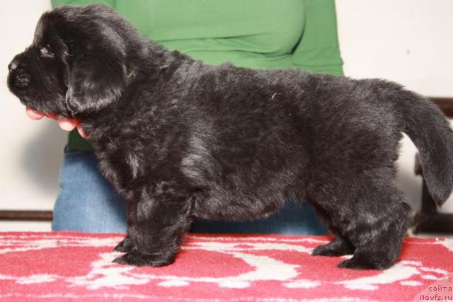 Фото: ньюфаундленд Akvatoriya Kelvin Koroleva Margo (Акватория Келвин Королева Марго)