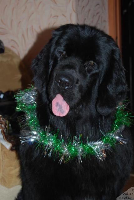 Фото: ньюфаундленд Formula Lyubvi ot Sibirskogo Medvedya (Формула Любви от Сибирского Медведя)