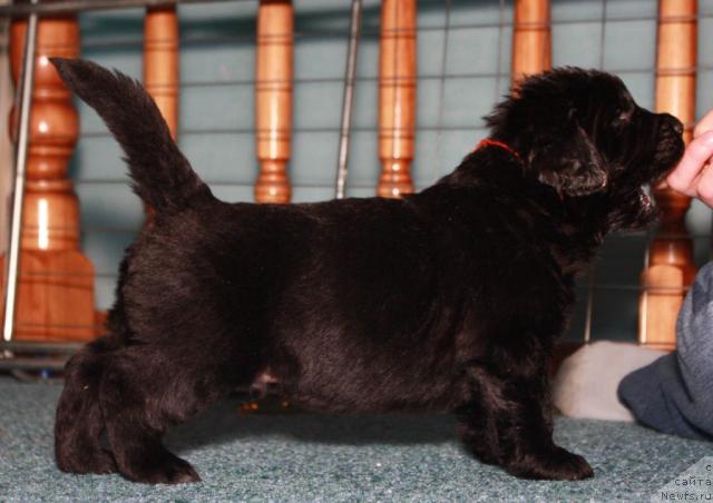 Фото: ньюфаундленд Akvatoriya Kelvin Liverpul' (Акватория Келвин Ливерпуль)