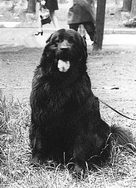 Фото: ньюфаундленд Paola Bey (Паола Бей)