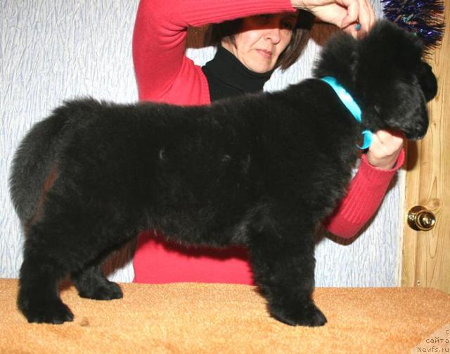 Фото: Бегущая по волнам Стардуст (Stardust)