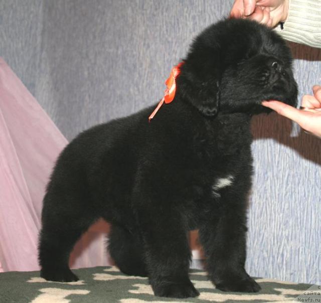 Фото: ньюфаундленд Beguschaya po Volnam Soul on Soul (Бегущая по Волнам Соул он Соул)