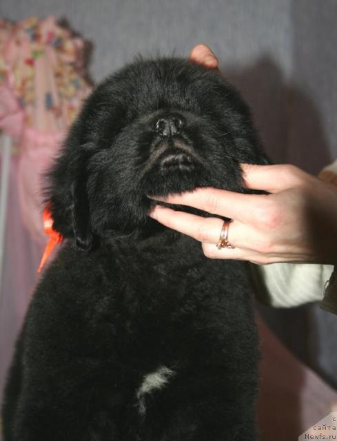 Фото: ньюфаундленд Beguschaya po Volnam Soul on Soul (Бегущая по Волнам Соул он Соул)