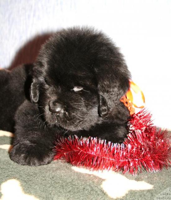 Фото: ньюфаундленд Beguschaya po Volnam Soul on Soul (Бегущая по Волнам Соул он Соул)