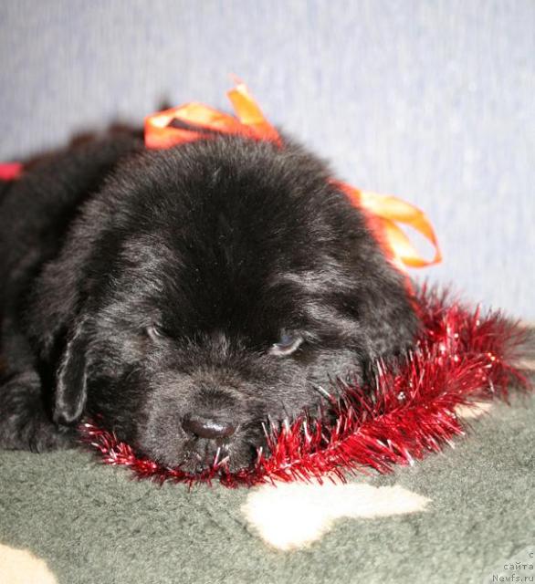 Фото: ньюфаундленд Beguschaya po Volnam Soul on Soul (Бегущая по Волнам Соул он Соул)