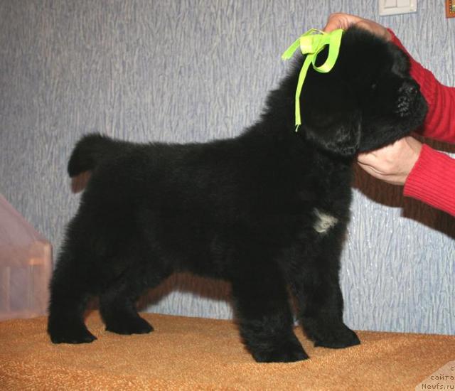 Фото: ньюфаундленд Beguschaya po Volnam Show Must Co On (Бегущая по Волнам Схоу Муст Го Он)