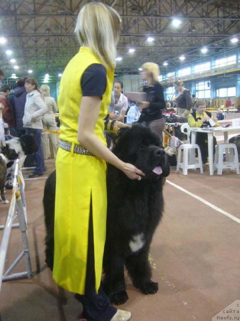 Фото: ньюфаундленд Super Bizon Armani (Супер Бизон Армани)