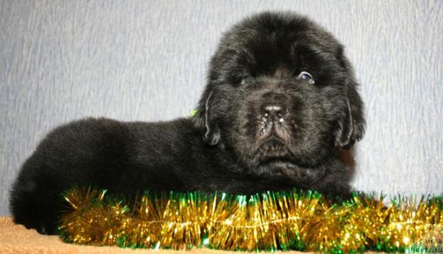 Фото: ньюфаундленд Beguschaya po Volnam Show Must Co On (Бегущая по Волнам Схоу Муст Го Он)