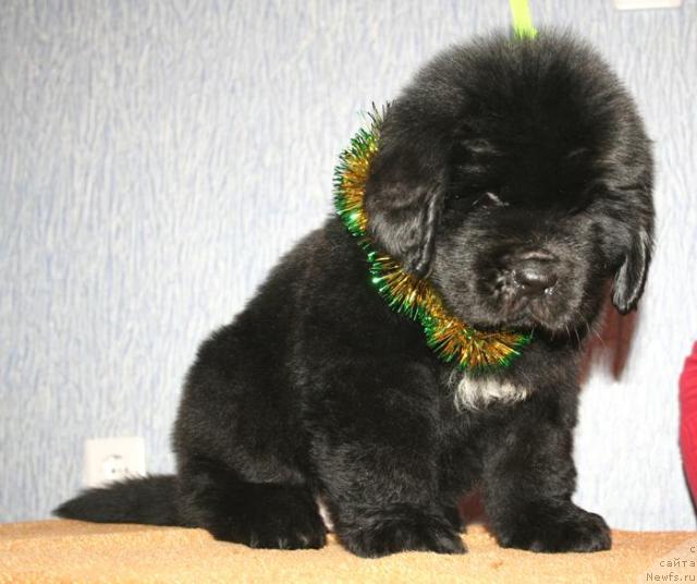 Фото: ньюфаундленд Beguschaya po Volnam Show Must Co On (Бегущая по Волнам Схоу Муст Го Он)