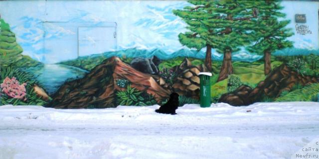 Фото: ньюфаундленд CHansi iz Zolotogo Treugol'nika (Чанси из Золотого Треугольника)