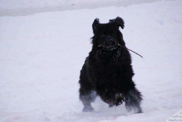 Фото: ньюфаундленд Sent Djons Richard Black Gold (Сент Джонс Ричард Блек Голд)