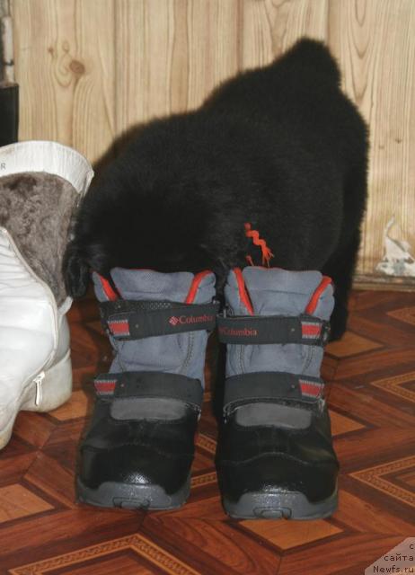 Фотография № 36156