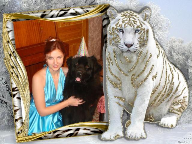 Фото: Irina Gubaydulina (Ирина Губайдулина), ньюфаундленд Archibal'd (Арчибальд)