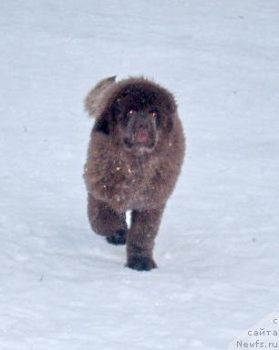 Фото: ньюфаундленд Rolls Roys (Роллс Ройс)