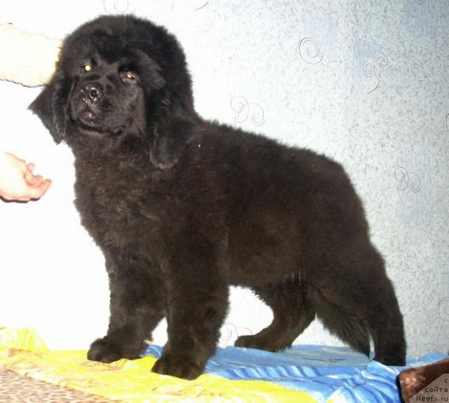 Фото: ньюфаундленд Romantika Dana Best (Романтика Дана Бест)