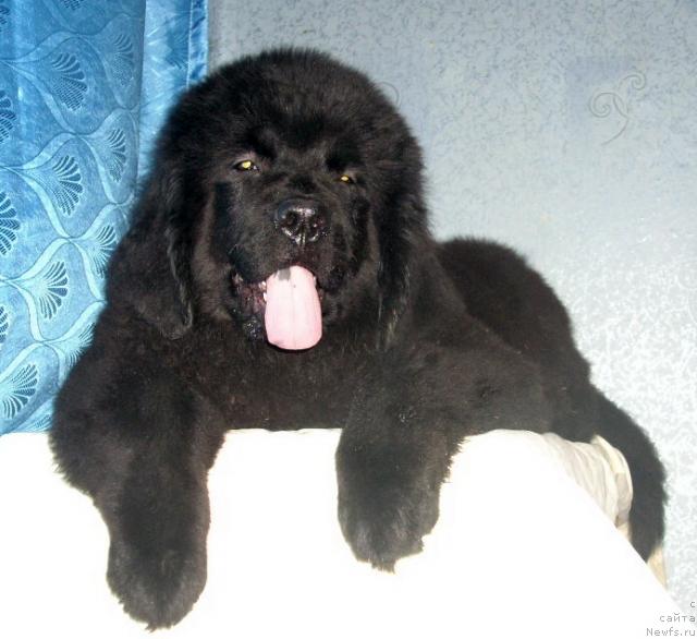 Фото: ньюфаундленд Romantika Dana Best (Романтика Дана Бест)