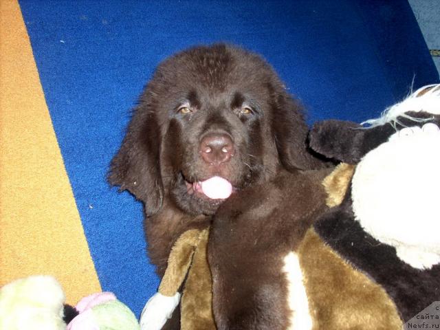 Фото: ньюфаундленд Riv'era Lazur' (Ривьера Лазурь)