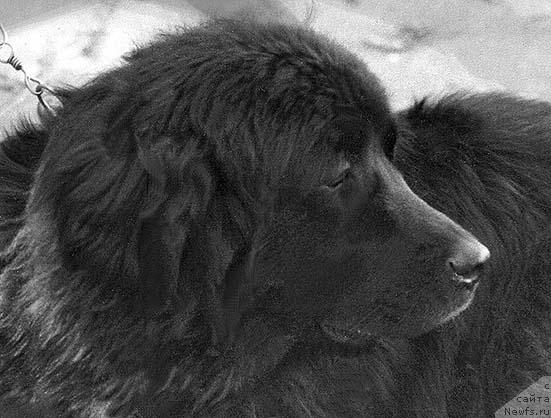 Фото: ньюфаундленд Jyul' Fedra (Жюль Федра)