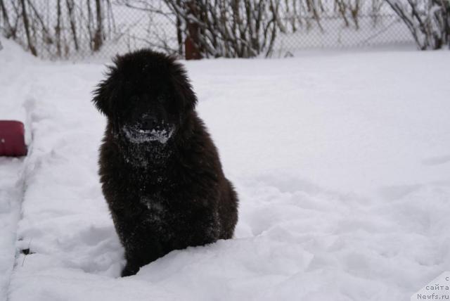Фото: ньюфаундленд Potap YAroslavna (Потап Ярославна)