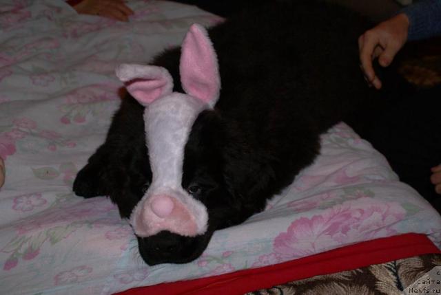 Фото: ньюфаундленд Potap YAroslavna (Потап Ярославна)