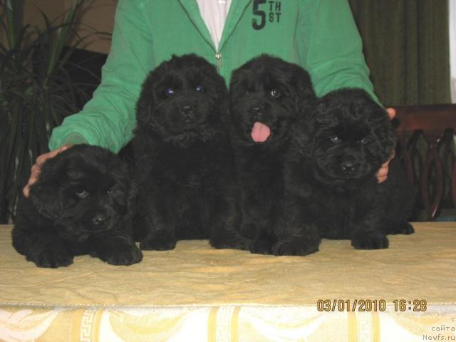 Фото: Щенки, ньюфаундленд Knyaz Dodon s Berega Dona (Князь Додон с Берега Дона), ньюфаундленд Ivetta (Иветта), 2009