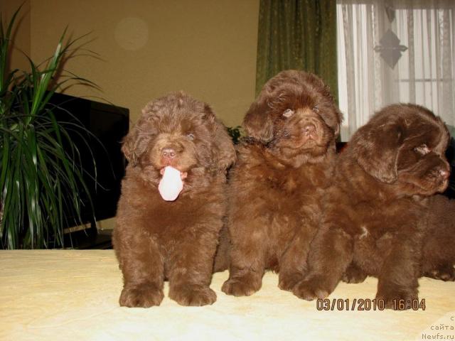 Фото: Щенки, ньюфаундленд Knyaz Dodon s Berega Dona (Князь Додон с Берега Дона), ньюфаундленд Ivetta (Иветта), 2009