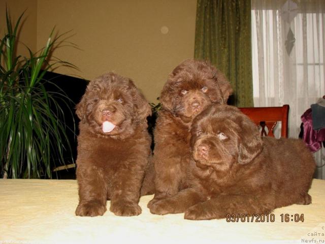 Фото: Щенки, ньюфаундленд Knyaz Dodon s Berega Dona (Князь Додон с Берега Дона), ньюфаундленд Ivetta (Иветта), 2009