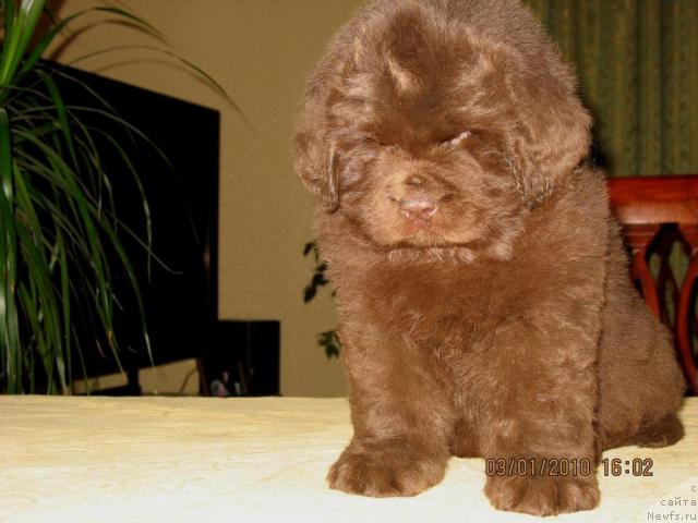 Фото: Щенки, ньюфаундленд Knyaz Dodon s Berega Dona (Князь Додон с Берега Дона), ньюфаундленд Ivetta (Иветта), 2009