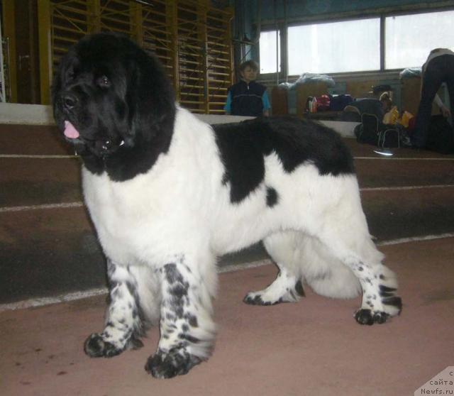 Фото: ньюфаундленд Super Bizon Argo (Супер Бизон Арго)