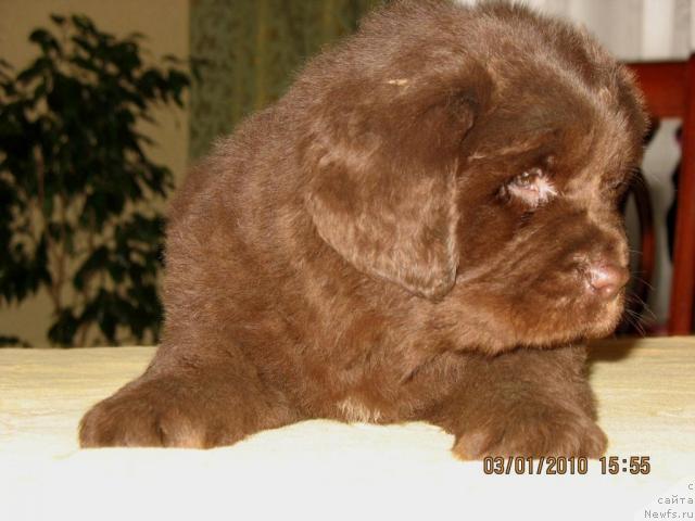 Фото: Щенки, ньюфаундленд Knyaz Dodon s Berega Dona (Князь Додон с Берега Дона), ньюфаундленд Ivetta (Иветта), 2009