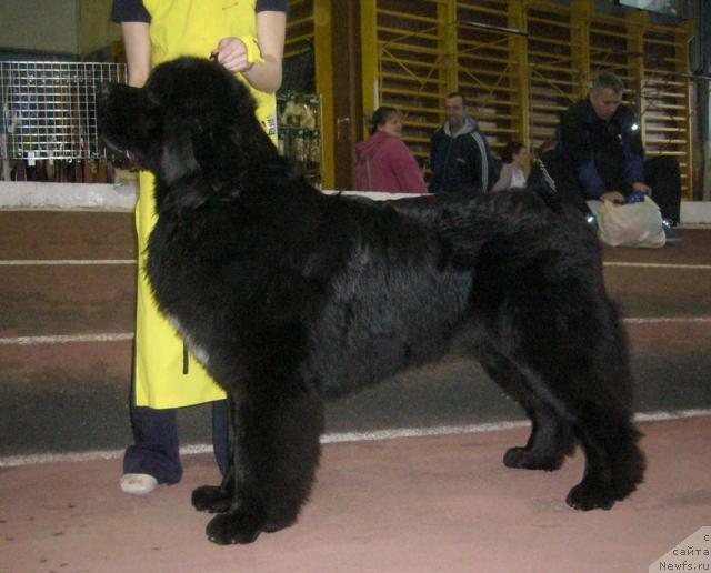 Фото: ньюфаундленд Super Bizon Armani (Супер Бизон Армани)