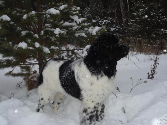 Фото: ньюфаундленд Kiper Soul Elizaveta (Кипер Соул Елизавета)