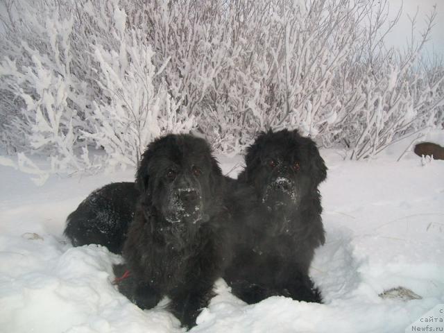 Фото: ньюфаундленд Fortuna of Giant's Island, ньюфаундленд Gloriya Grand Blek (Глория Гранд Блек)
