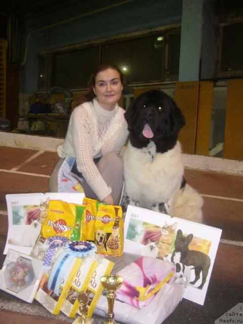 Фото: ньюфаундленд Super Bizon Argo (Супер Бизон Арго)