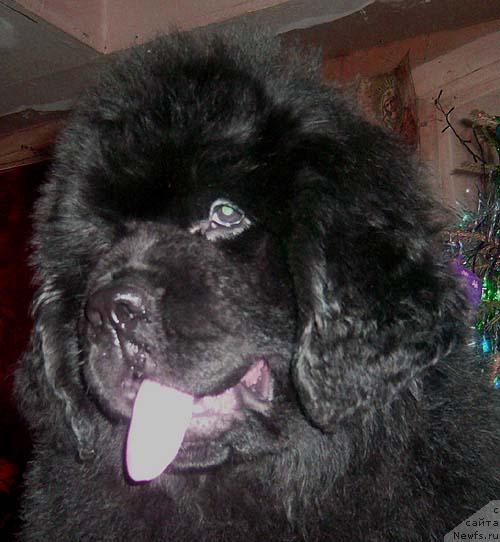 Фотография № 36284