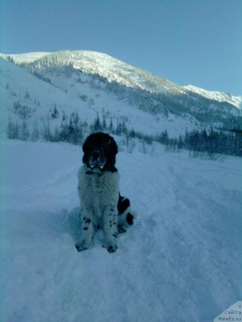 Фото: ньюфаундленд Piternyuf Prodigy (Питерньюф Продижи)