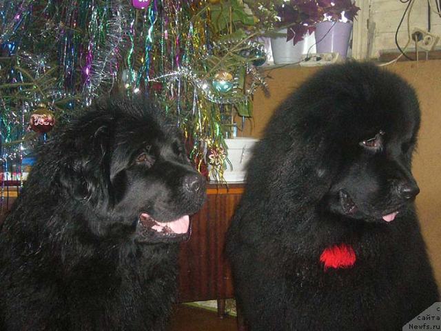 Фото: ньюфаундленд Blek Dolli Peyv Black (Блэк Долли Пейв Блэк), ньюфаундленд Kapitan N'yufort (Капитан Ньюфорт)