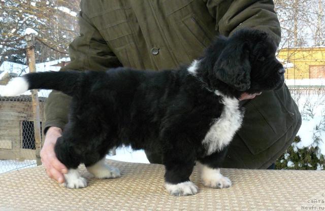 Фото: ньюфаундленд Pchyolkin Dom Grand Gerkules (Пчёлкин Дом Гранд Геркулес)