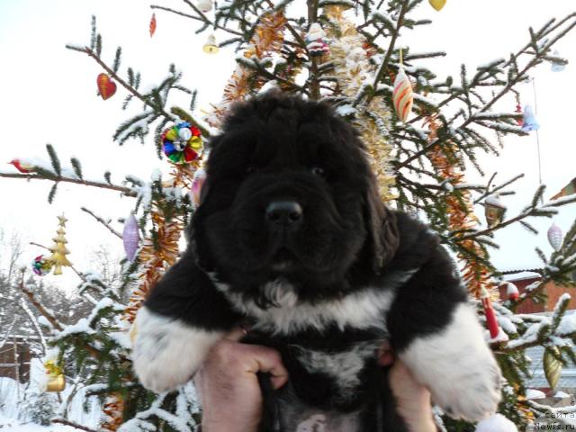 Фото: ньюфаундленд Pchyolkin Dom Grand Gerkules (Пчёлкин Дом Гранд Геркулес)