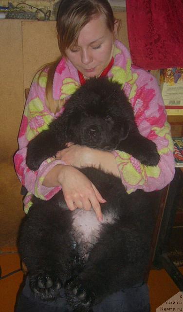 Фото: Anastasiya Loskutova (Анастасия Лоскутова), и Ньюфорт Магия Любви