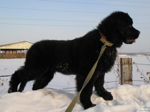 Фото: ньюфаундленд Klifford iz Tihogo Omuta (Клиффорд из Тихого Омута)