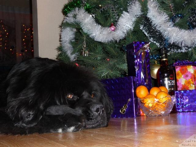 Фото: ньюфаундленд Rafayella Brillians CHernaya Jemchujina (Рафаэлла Бриллианс Черная Жемчужина)