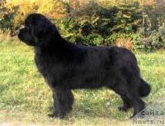 Фото: ньюфаундленд Grace The Night Keeper