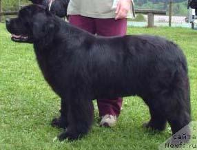 Фото: ньюфаундленд Emma The Night Keeper